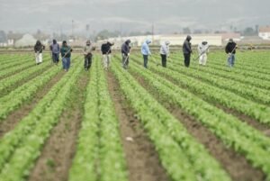 agricoltore al lavoro in un campo verde