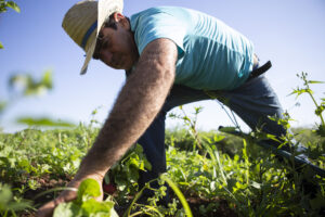 campi agricoli con coltivatore al lavoro