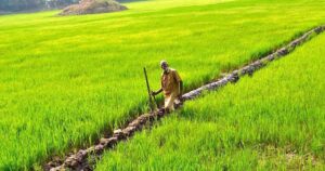 Come Ottenere Finanziamenti a Fondo Perduto per l’Agricoltura 8 campi coltivati con agricoltore e sovvenzioni agricole