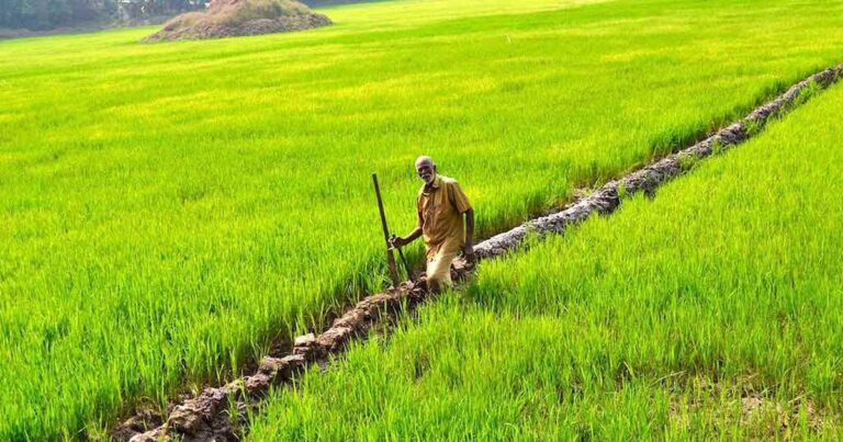 Come Ottenere Finanziamenti a Fondo Perduto per l’Agricoltura 2 campi coltivati con agricoltore e sovvenzioni agricole