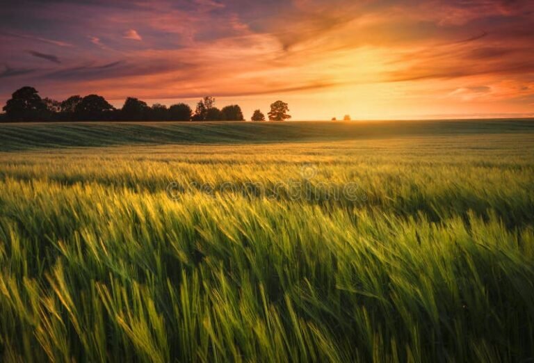 campi coltivati vista panoramica al tramonto