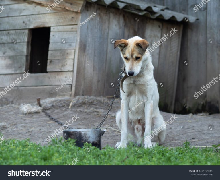cane felice con guinzaglio e cuccia