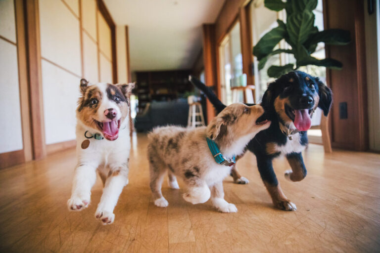 Quali Sono i Costi Medi di un Asilo per Cani in Italia