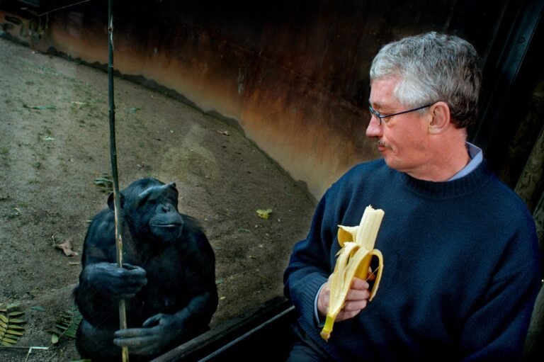 Chi è Frans de Waal e qual è il suo contributo alla primatologia 2 frans de waal con scimmie osservando comportamento sociale